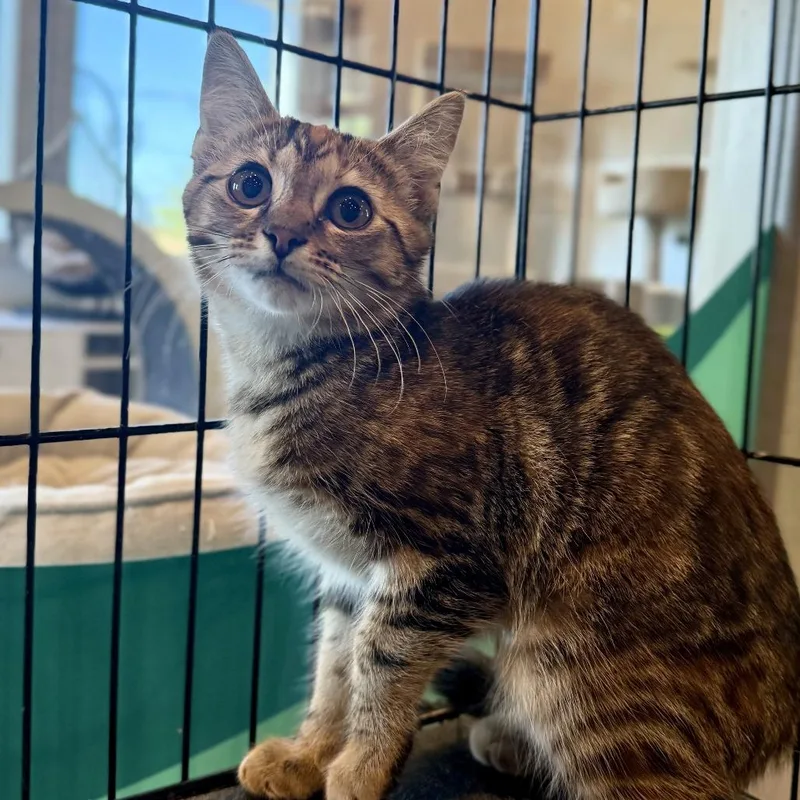 A baby small-sized female Brown / Chocolate Domestic Short Hair cat named Nutmeg for adoption in Louisville, KY