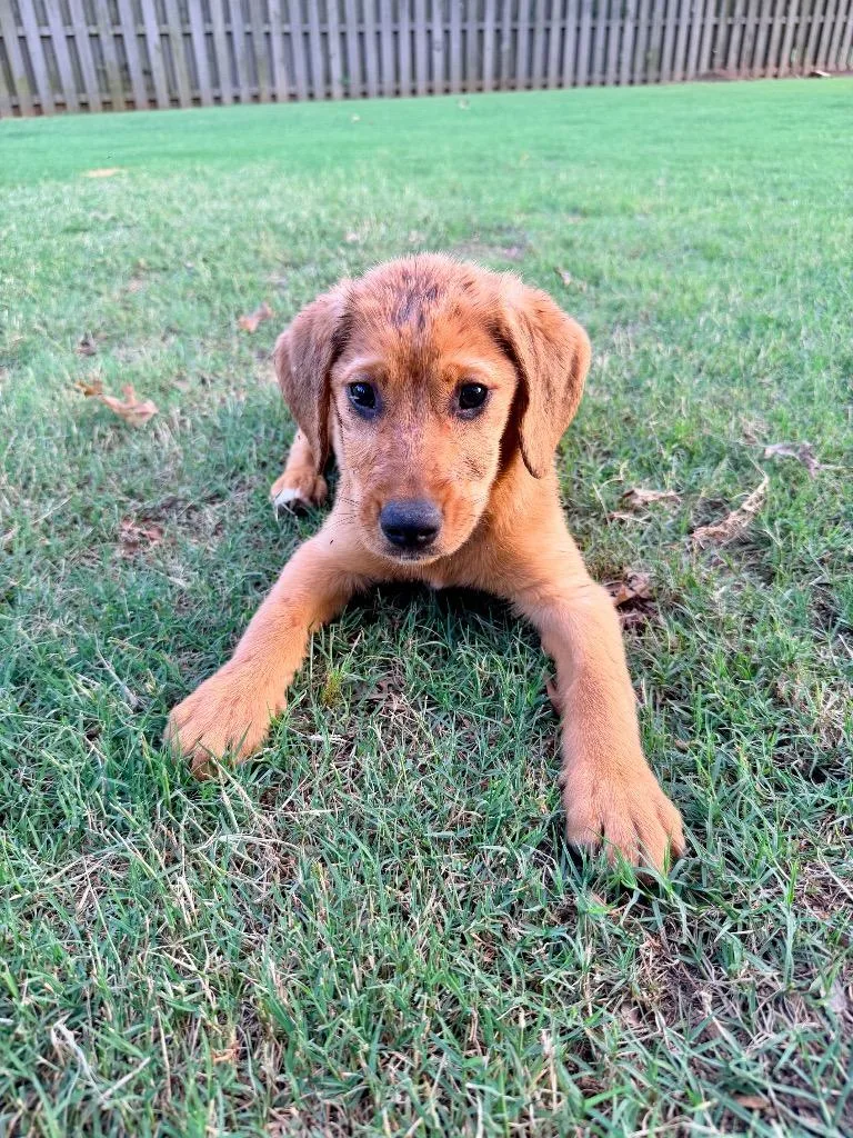 A baby large-sized female Golden Retriever dog named Nellie for adoption in Ewing, NJ
