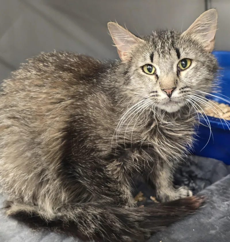 An adult medium-sized female Tabby (Brown / Chocolate) Domestic Medium Hair cat named Fluffy for adoption in Amityville, NY