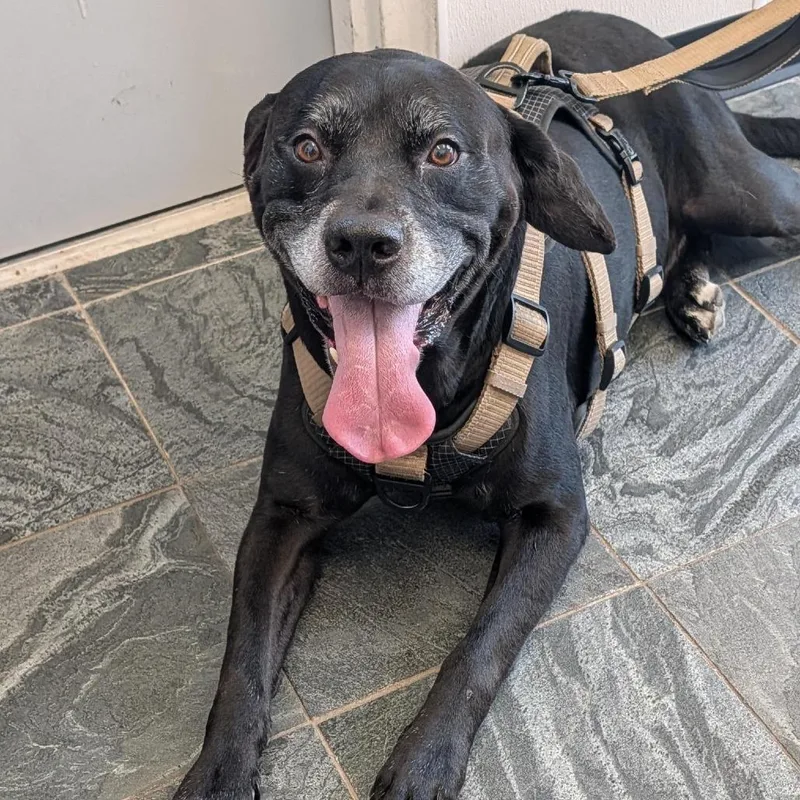 A senior large-sized male Black Labrador Retriever dog named Jax for adoption in Clearwater, FL