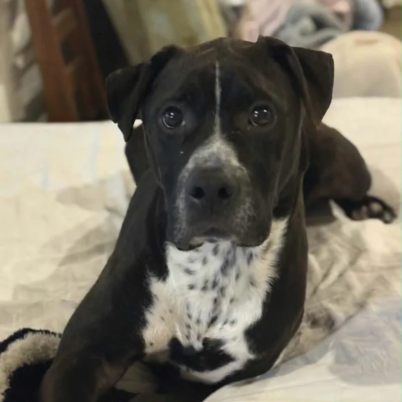 A young medium-sized male Black Pit Bull Terrier dog named Winchester for adoption in Martinsburg, WV