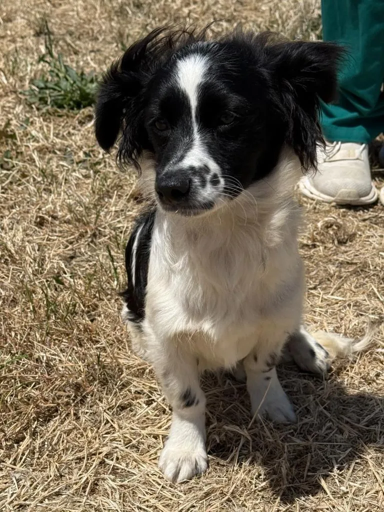 A young medium-sized male Spaniel dog named Ivan for adoption in Vacaville, CA