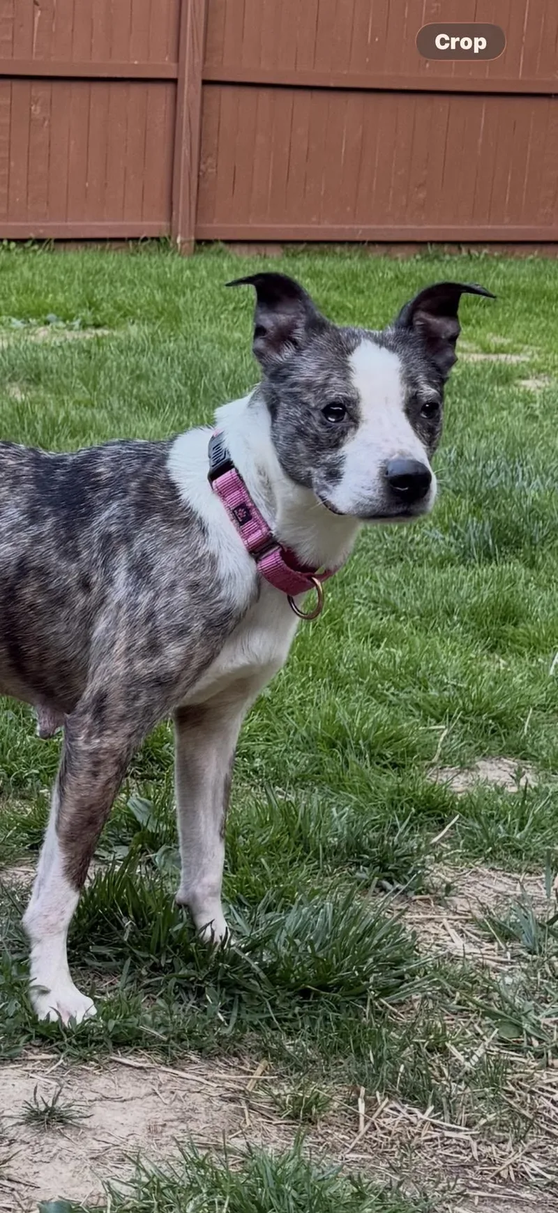An adult medium-sized female Mixed Breed dog named Cookie for adoption in Warren, OH