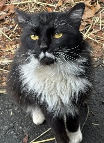 An adult large-sized male Black & White / Tuxedo Domestic Long Hair cat named Moustachio for adoption in Ocean City, NJ
