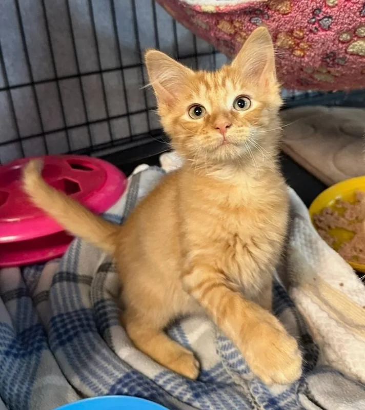 A baby small-sized male Tabby (Orange / Red) Domestic Short Hair cat named Sheldon for adoption in Woodbridge, VA