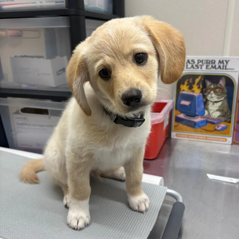 A baby small-sized male Yellow / Tan / Blond / Fawn Yellow Labrador Retriever dog named Georgie for adoption in Morganton, NC