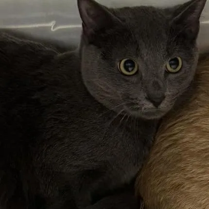 A young small-sized male Gray / Blue / Silver Domestic Short Hair cat named Forrest for adoption in Shinnston, WV