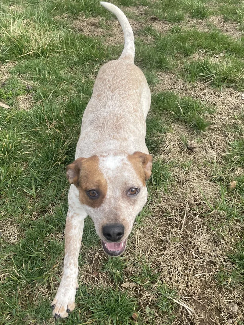 A young medium-sized female Red / Chestnut / Orange Australian Cattle Dog / Blue Heeler dog named Cici for adoption in Point Pleasant, WV
