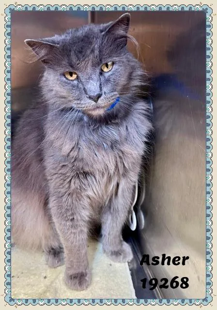 An adult large-sized male Gray / Blue / Silver Domestic Long Hair cat named Asher for adoption in Marietta, GA
