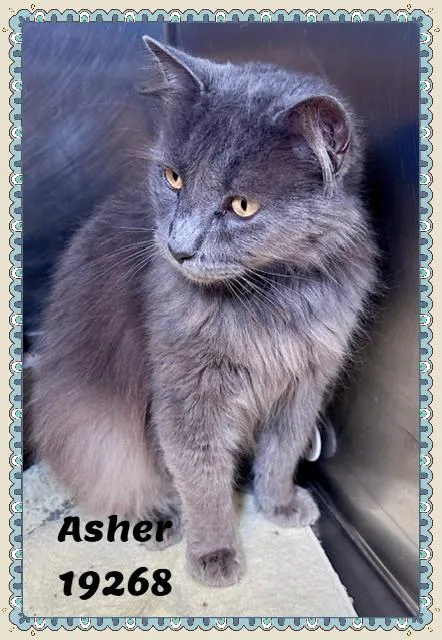 Asher thumbnail 3