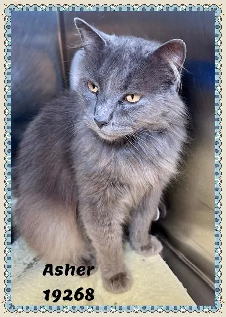Asher thumbnail 5