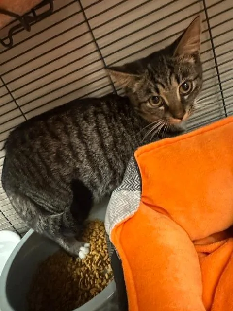 A baby small-sized female Domestic Short Hair cat named Pinecone for adoption in Blountville, TN