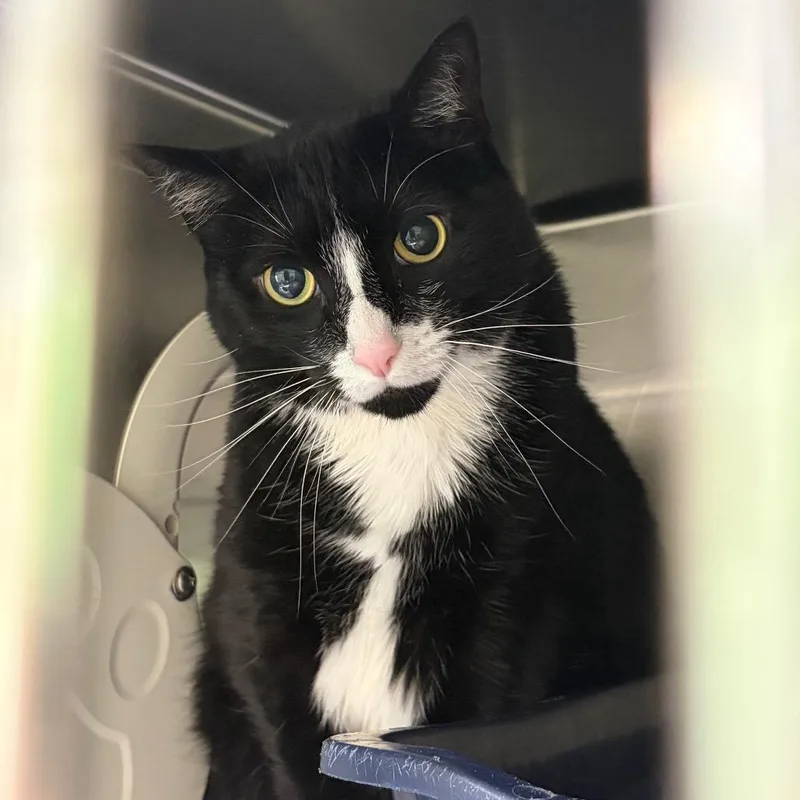 An adult large-sized male Domestic Short Hair cat named Oreo for adoption in Cumming, GA