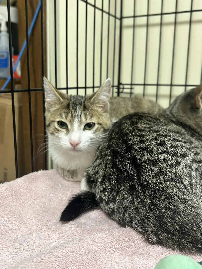 A baby medium-sized female Domestic Short Hair cat named Marshmallow for adoption in Lancaster, PA
