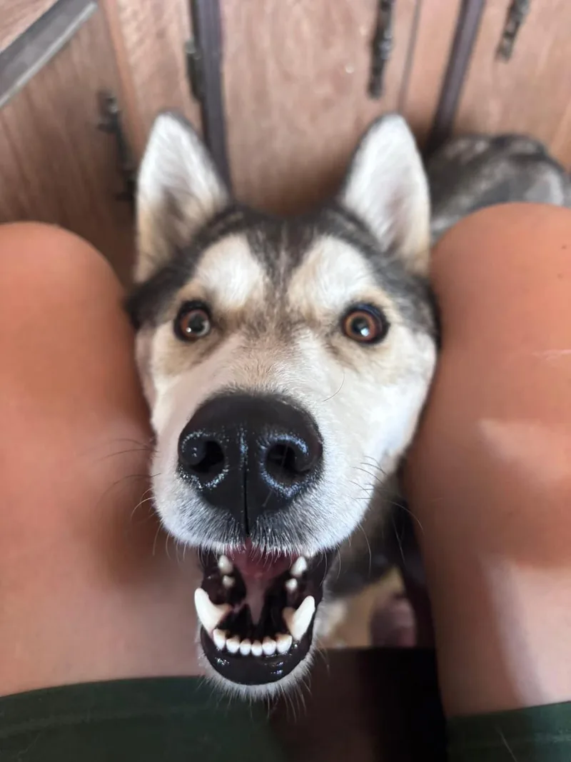 An adult large-sized male Husky dog named Otto for adoption in Stagecoach, NV