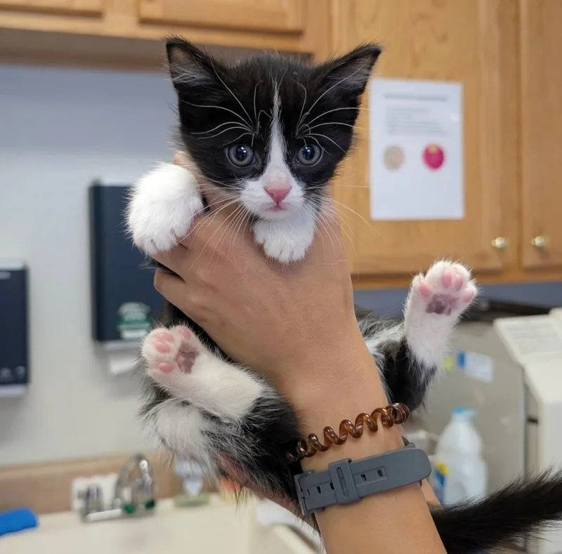 A baby medium-sized male Black & White / Tuxedo Domestic Short Hair cat named Rose for adoption in Maggie Valley, NC