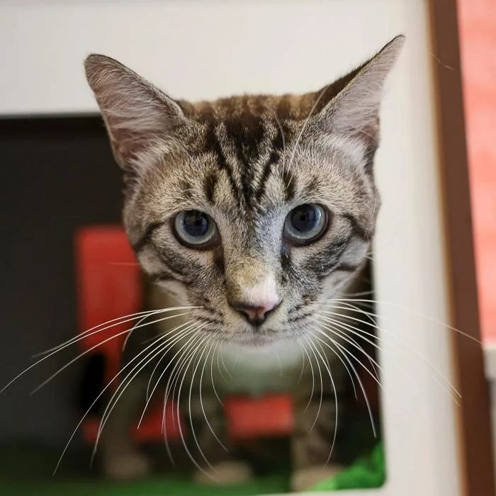 An adult large-sized male Cream / Ivory Siamese cat named Handsome for adoption in Bradenton, FL