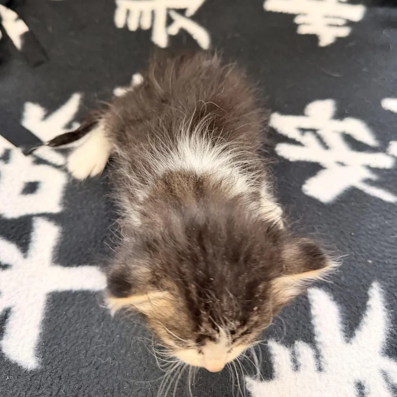 A baby small-sized female Calico Domestic Medium Hair cat named Truffle for adoption in Wadena, MN