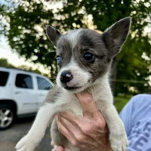 Baby Patsy
