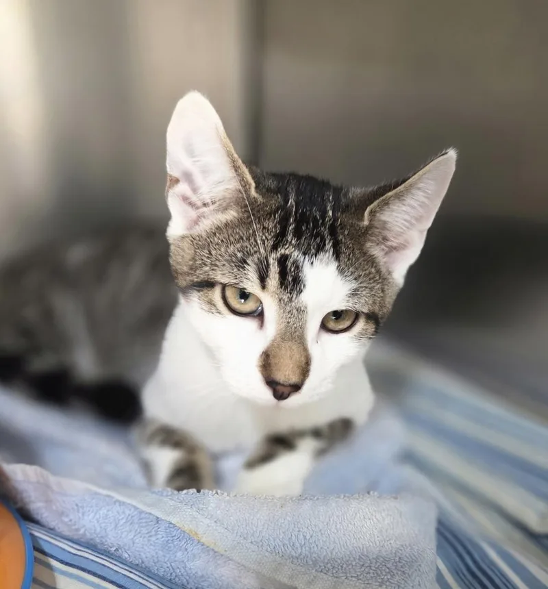 A baby medium-sized male Tabby (Brown / Chocolate) Domestic Short Hair cat named Sherlock Shewman for adoption in Stowe, PA