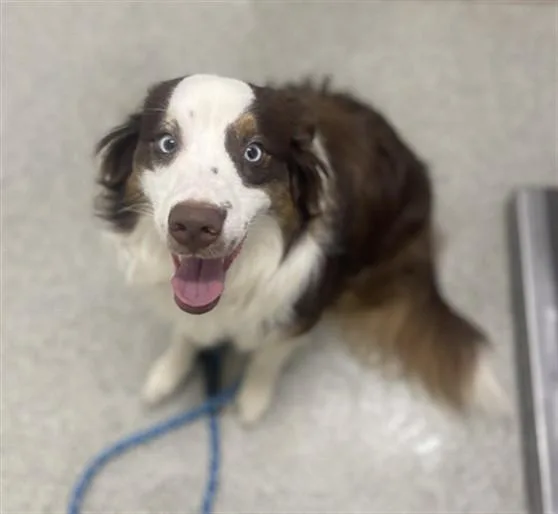 A young medium-sized male Australian Shepherd dog named Squirrel for adoption in Loveland, CO