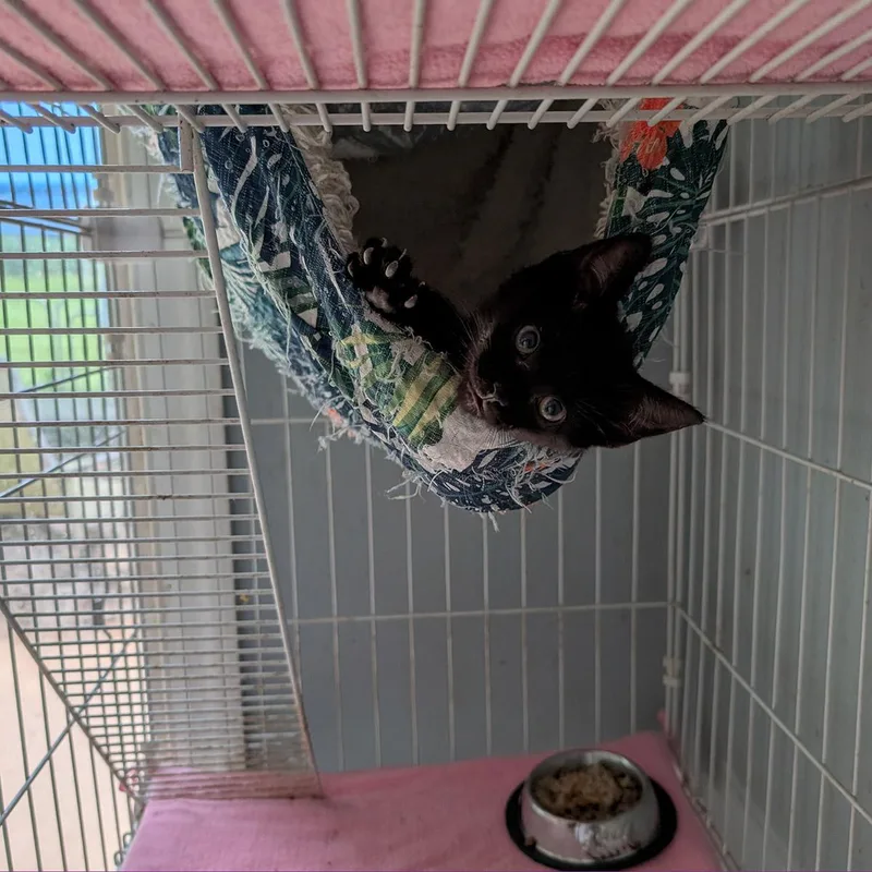 Catty Whampus thumbnail 2