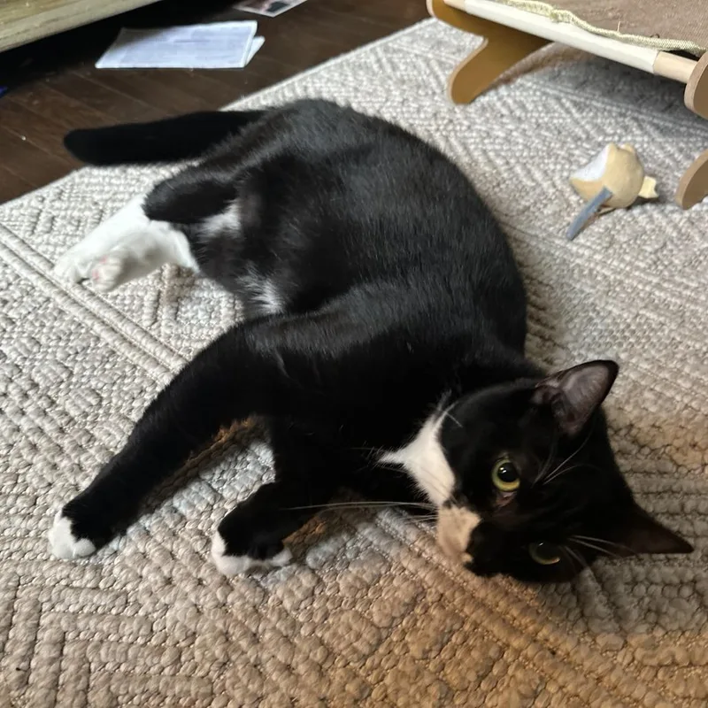 An adult medium-sized female Black Domestic Short Hair cat named Princess Peach for adoption in Oakland, CA