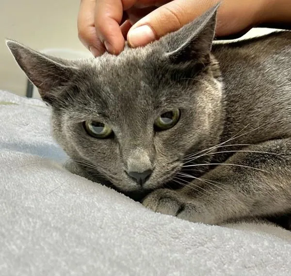 An adult large-sized female Domestic Short Hair cat named Violet for adoption in Dublin, CA