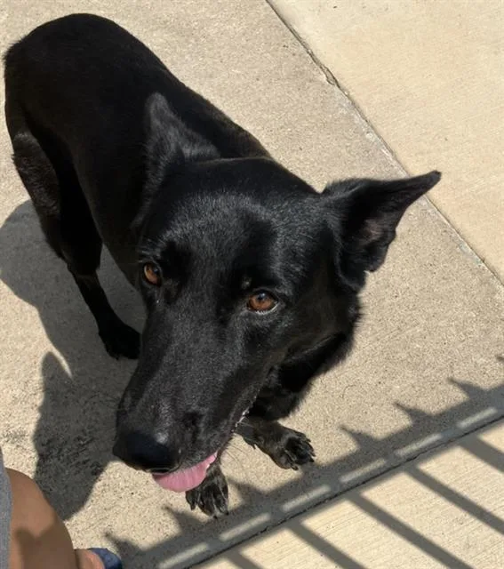 A young large-sized female Mixed Breed dog named Minnie for adoption in Dallas, TX