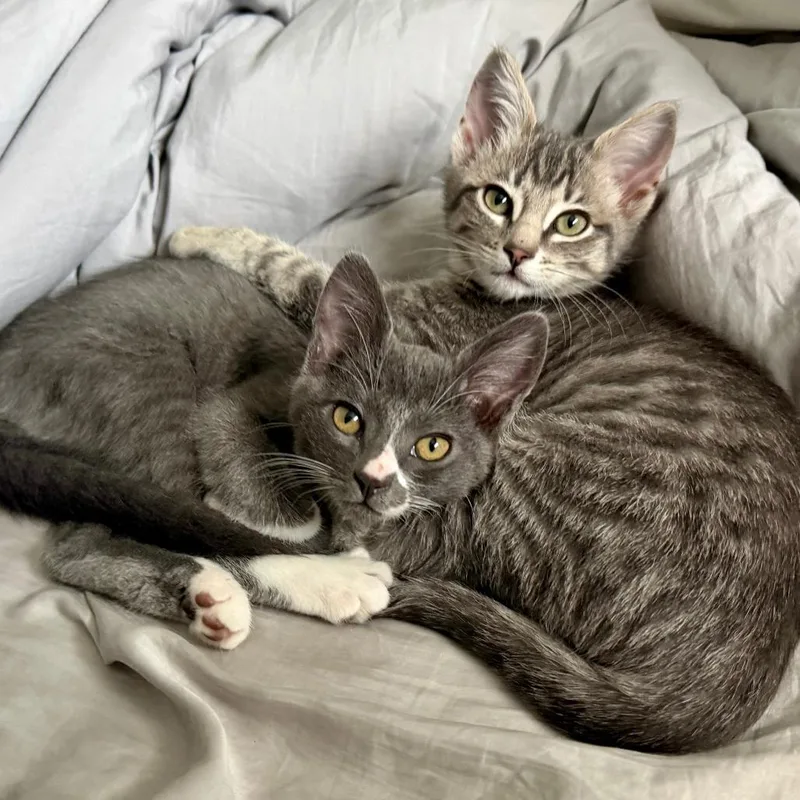A baby small-sized female Gray / Blue / Silver Domestic Short Hair cat named Suzy Mew for adoption in Santa Rosa, CA