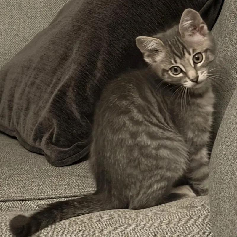 Suzy Mew thumbnail 4