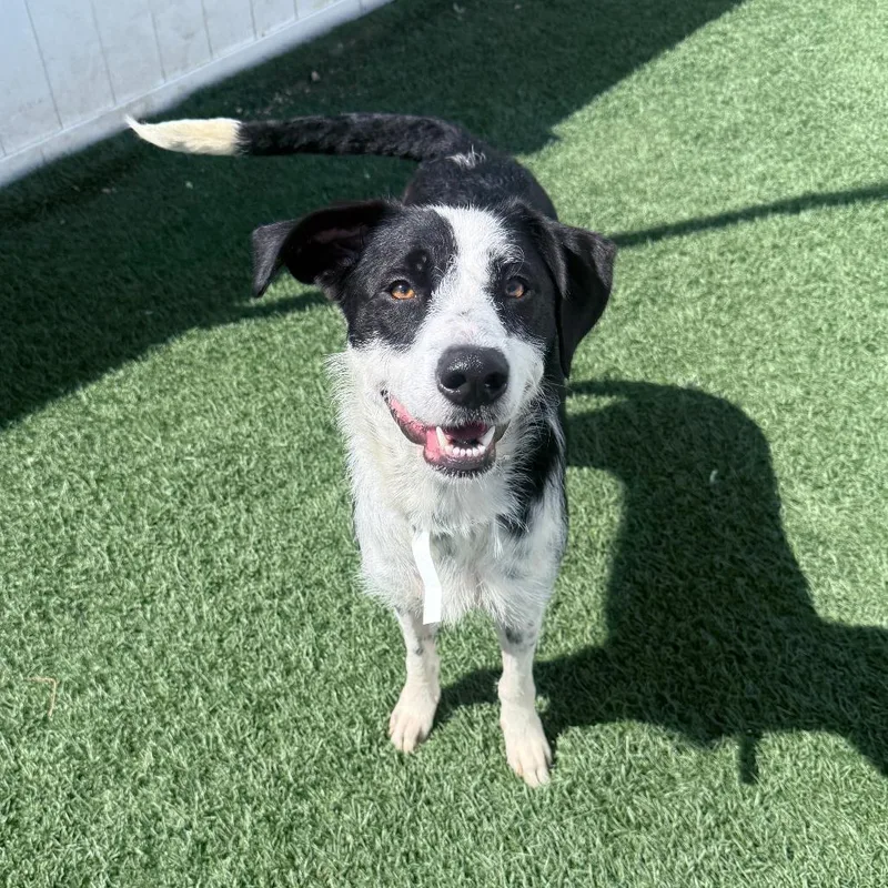 An adult medium-sized female Black Border Collie dog named Laffy Taffy for adoption in Jacksonville, NC
