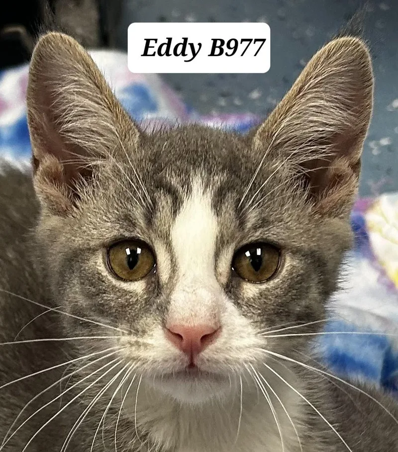 A baby medium-sized male Tabby (Gray / Blue / Silver) Domestic Short Hair cat named Eddy for adoption in Morganton, NC