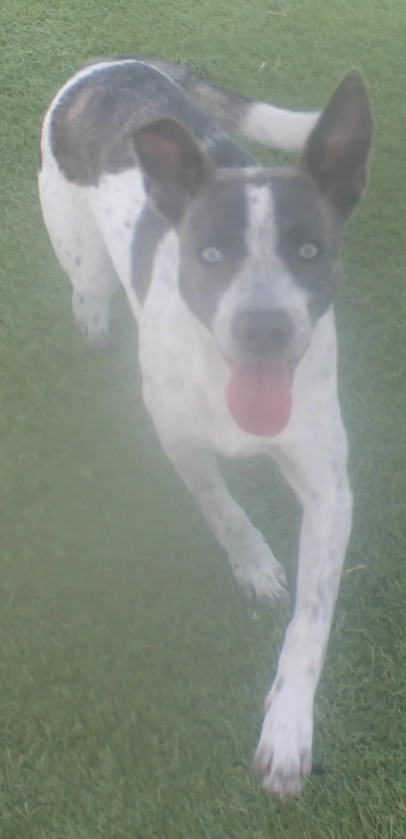 Gurdy