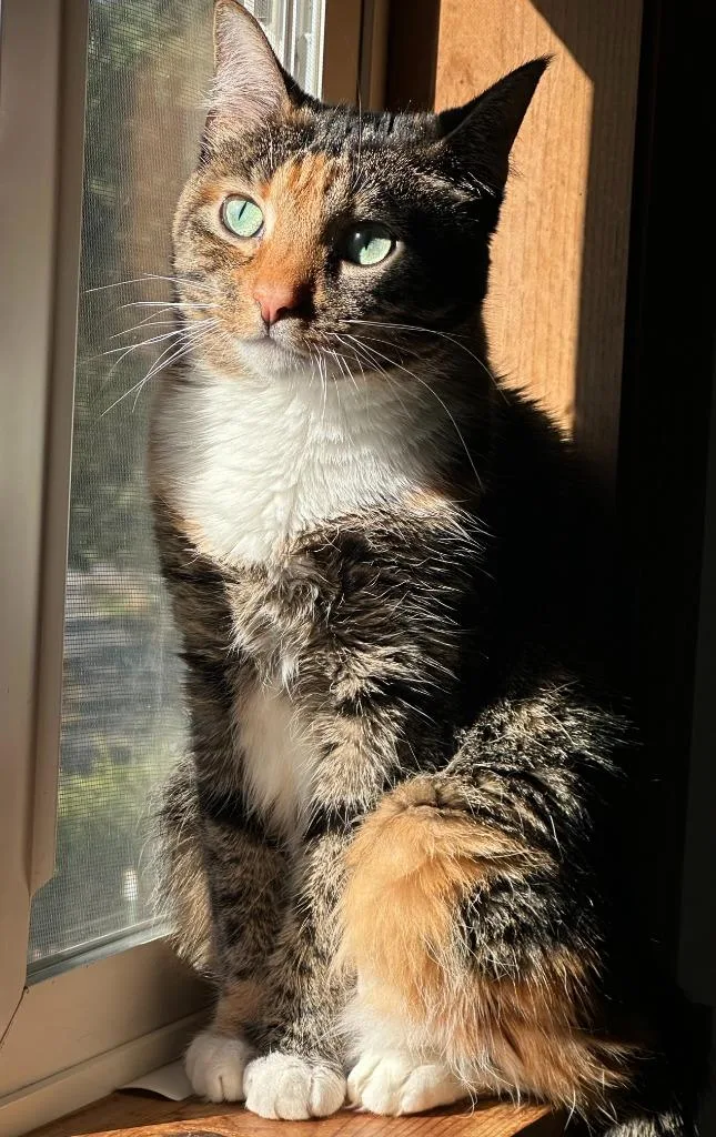An adult medium-sized female Domestic Short Hair cat named Abigirl for adoption in New Kensington, PA