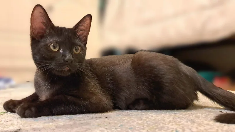 A baby medium-sized female Domestic Short Hair cat named Tessa for adoption in Garland, TX