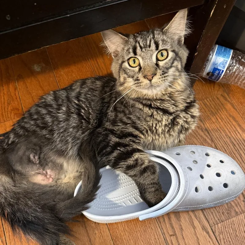 A young medium-sized male Brown / Chocolate Domestic Medium Hair cat named Squeakers for adoption in Bloomington, IL