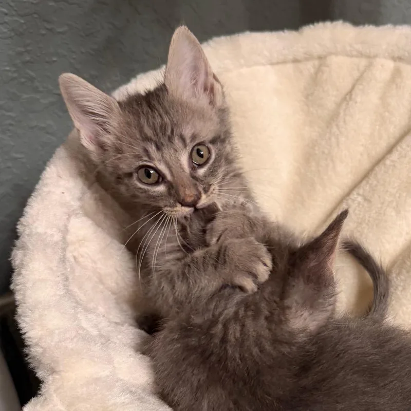 A baby small-sized male Gray / Blue / Silver Domestic Short Hair cat named The Greatest Show on for adoption in Boerne, TX
