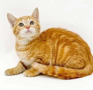 A baby small-sized male Tabby cat named Rugar will give u for adoption in Bedford Hills, NY