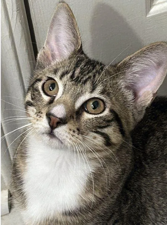A baby medium-sized male White Tabby cat named Smash for adoption in Tulsa, OK