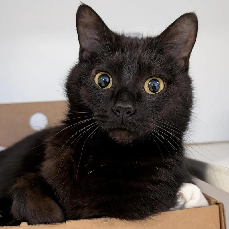 An adult medium-sized female Black Domestic Short Hair cat named Biscotti for adoption in Novelty, OH