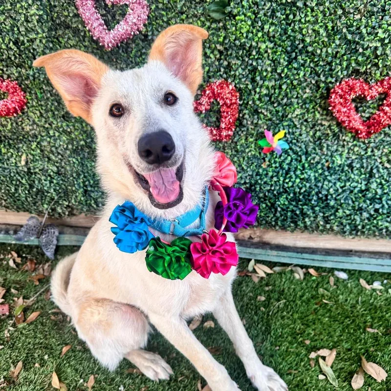 Crinkle Cut thumbnail 2