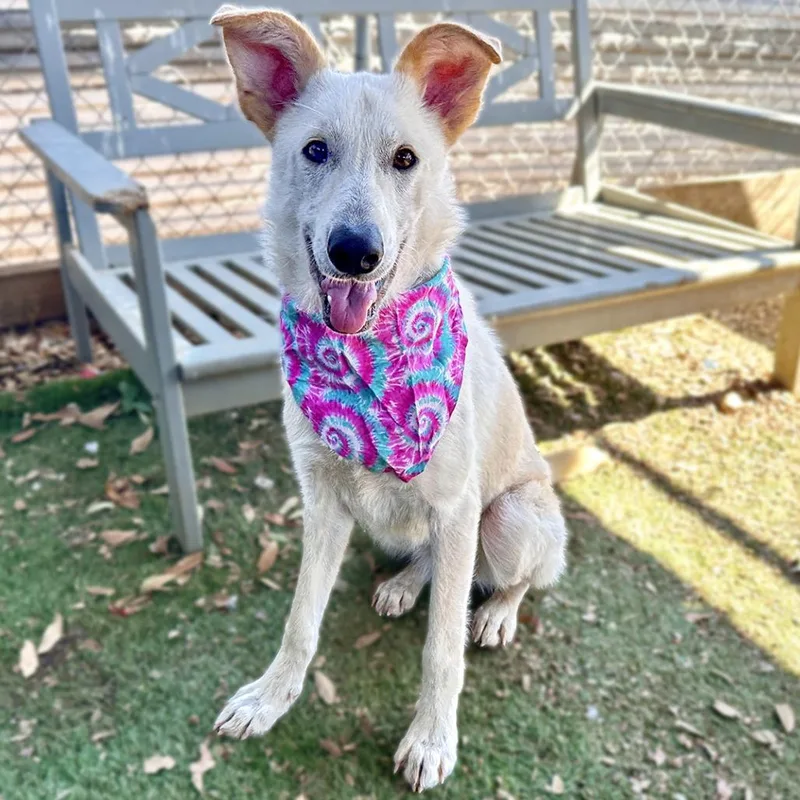 Crinkle Cut thumbnail 3