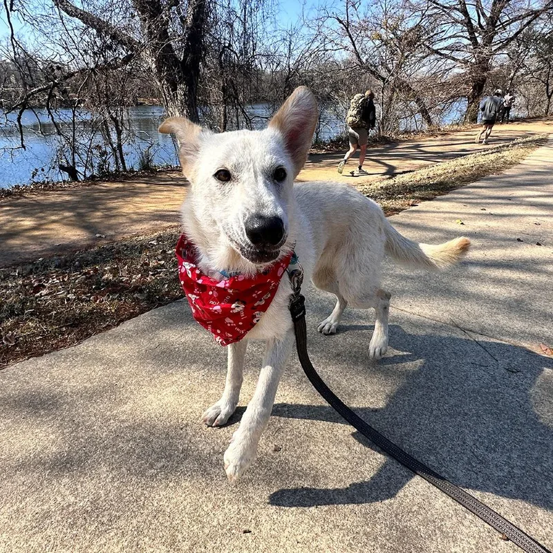 Crinkle Cut thumbnail 4