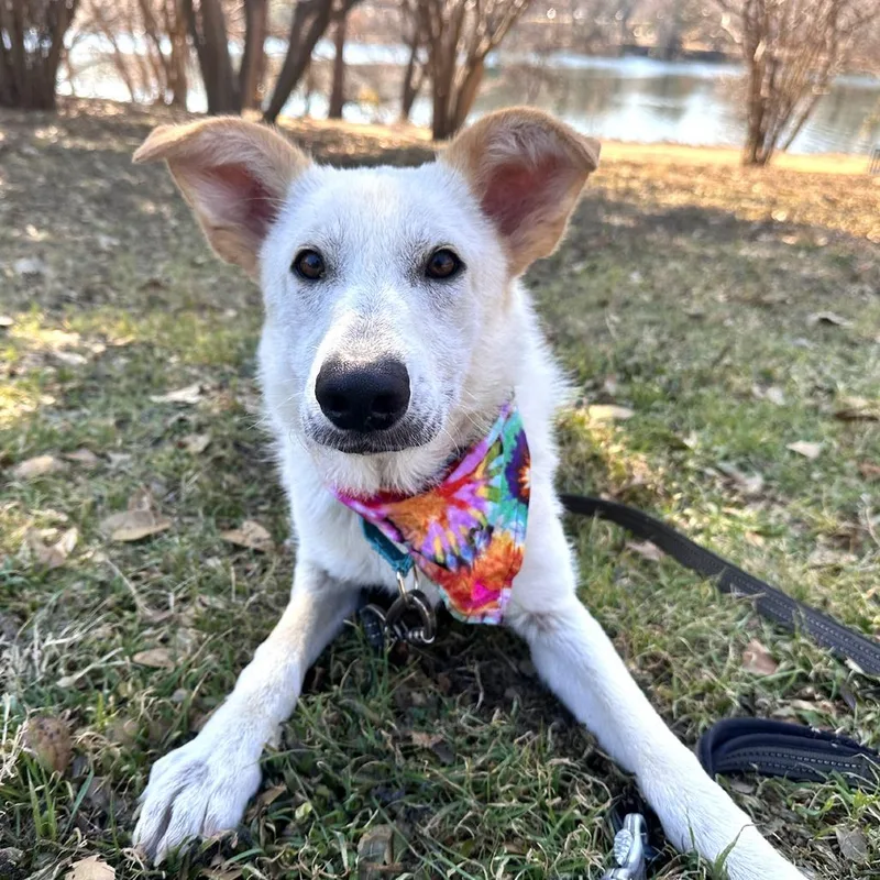 Crinkle Cut thumbnail 5