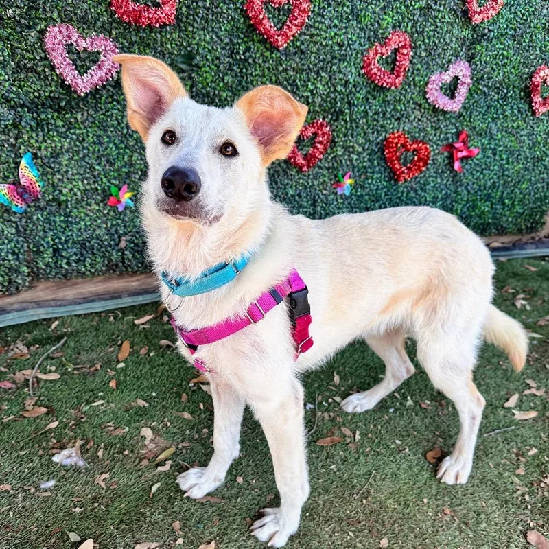 Crinkle Cut thumbnail 6