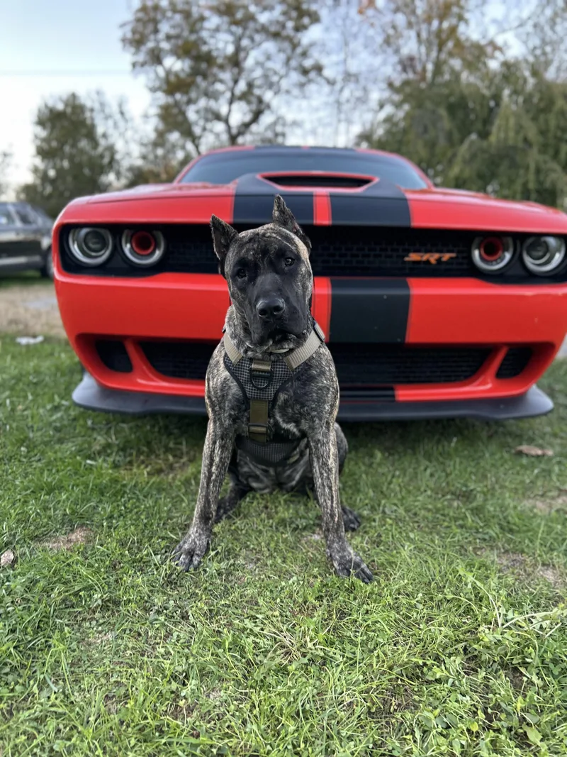 A young large-sized female Presa Canario dog named Cardi for adoption in Stahlstown, PA