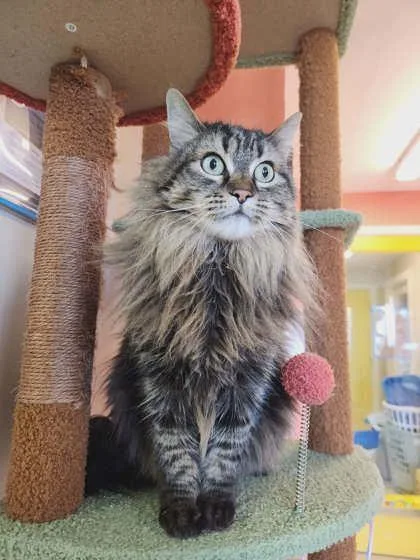 Pontoonia thumbnail 3