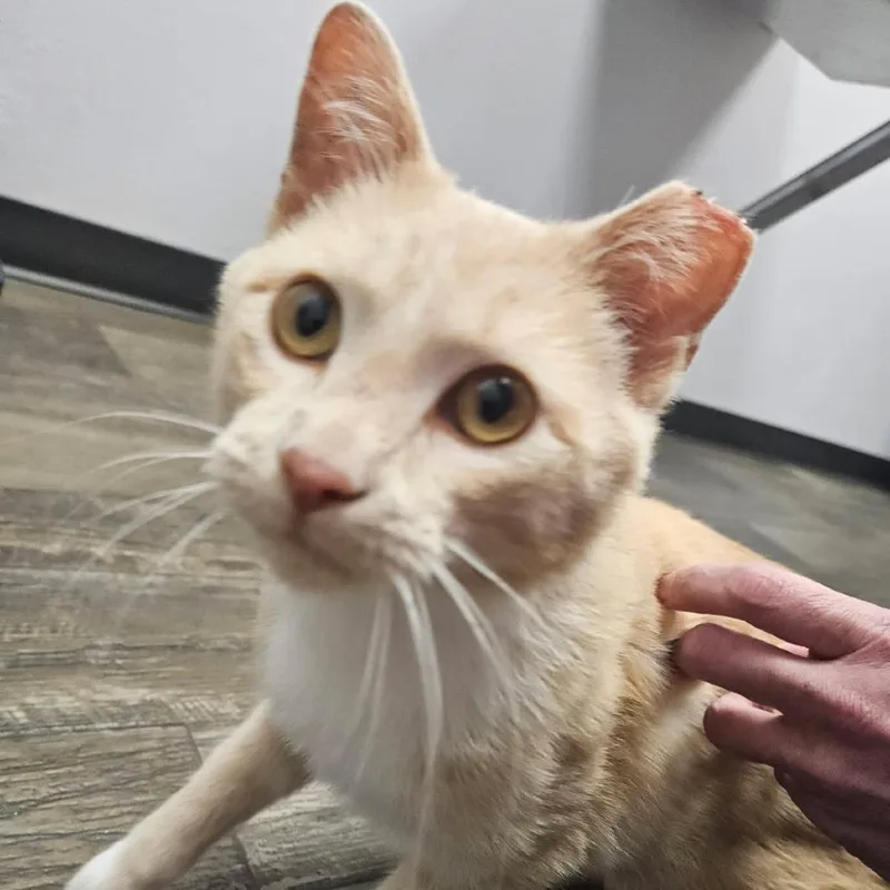 A young small-sized male Buff / Tan / Fawn Domestic Short Hair cat named Hondo for adoption in Sioux Falls, SD