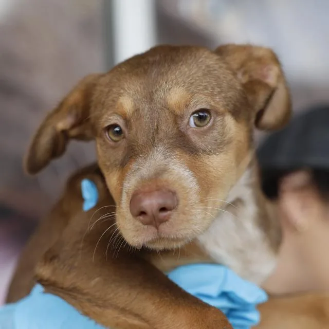 A baby small-sized male Doberman Pinscher dog named Tristan for adoption in San Antonio, TX